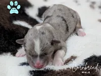 Cornbread, a male Cardigan Welsh Corgi and Pembroke Welsh Corgi for sale in Moss, TN – Photo 4 of 5