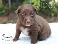Banner, a male Australian Shepherd for sale in Moss, TN – 3 of 5