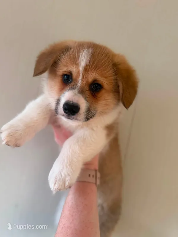 Boy 2 – Pembroke Welsh Corgi puppy for sale in Moss, TN