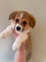 Boy 2, a male Pembroke Welsh Corgi for sale in Moss, TN – 2 of 10