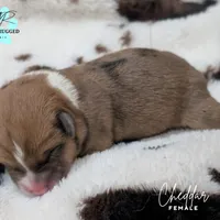 Cheddar, a female Pembroke Welsh Corgi for sale in Moss, TN – Photo 10 of 10