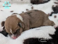 Cheddar, a female Cardigan Welsh Corgi and Pembroke Welsh Corgi for sale in Moss, TN – Photo 6 of 6