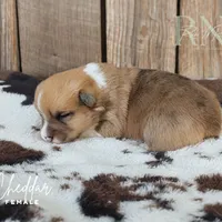 Cheddar, a female Pembroke Welsh Corgi for sale in Moss, TN – Photo 3 of 10