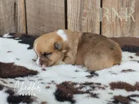 Cheddar, a female Cardigan Welsh Corgi and Pembroke Welsh Corgi for sale in Moss, TN – Photo 4 of 6