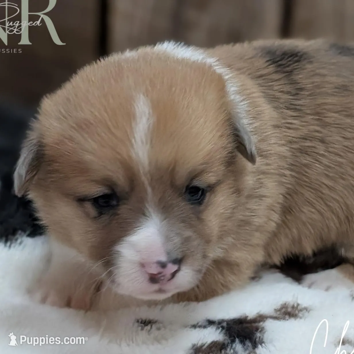 Cheddar, a female Cardigan Welsh Corgi and Pembroke Welsh Corgi for sale in Moss, TN – Photo 3 of 6