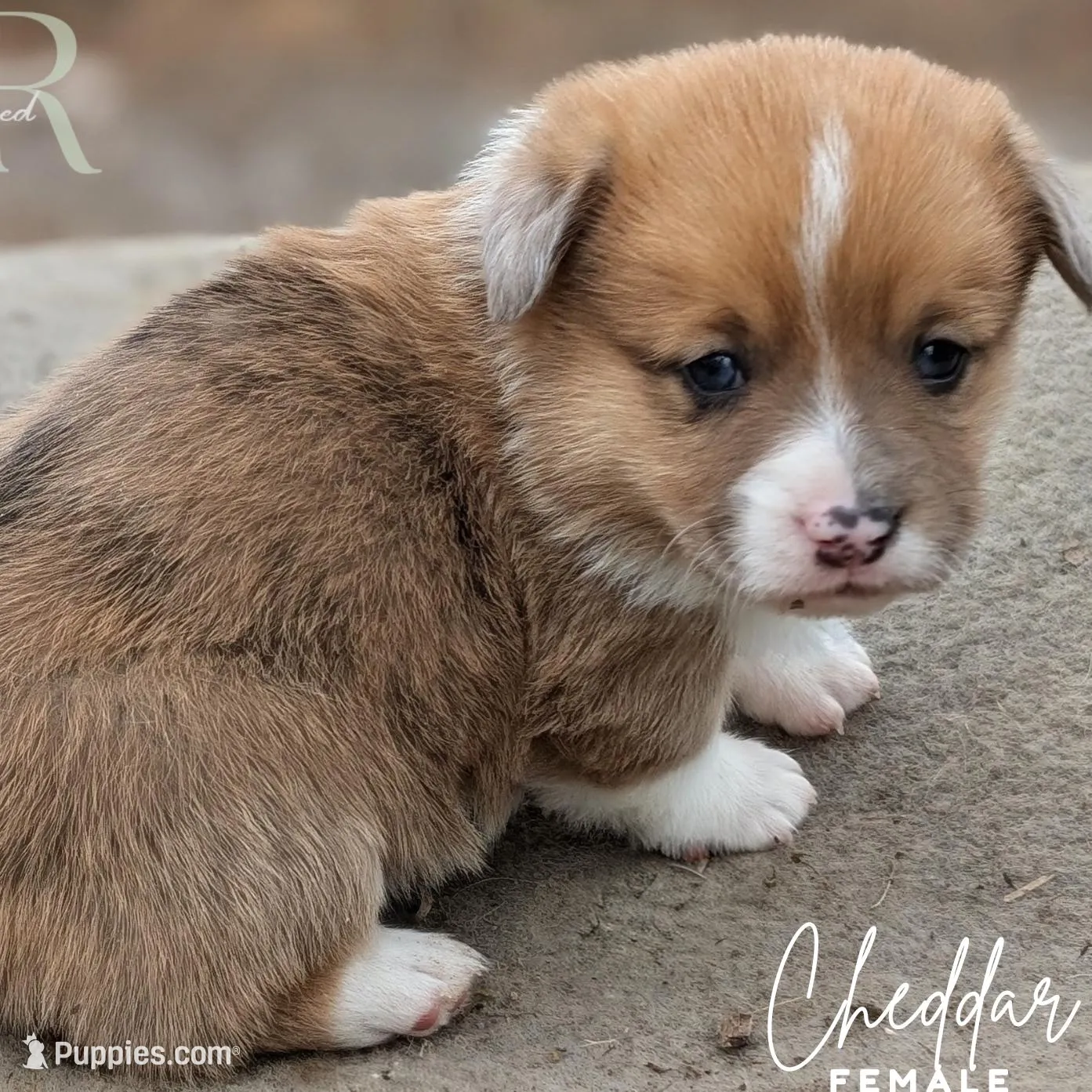 Cheddar, a female Cardigan Welsh Corgi and Pembroke Welsh Corgi for sale in Moss, TN – Photo 2 of 6