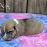 Cheddar, a female Pembroke Welsh Corgi for sale in Moss, TN – Photo 5 of 10