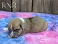 Cheddar, a female Cardigan Welsh Corgi and Pembroke Welsh Corgi for sale in Moss, TN – Photo 5 of 6