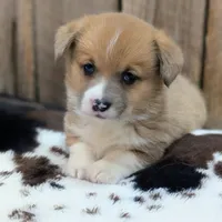 Cheddar, a female Pembroke Welsh Corgi for sale in Moss, TN – Photo 8 of 10