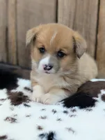 Cheddar, a female Cardigan Welsh Corgi and Pembroke Welsh Corgi for sale in Moss, TN – Photo 1 of 6