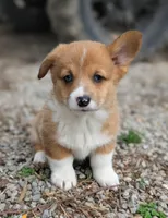 Cheddar, a female Pembroke Welsh Corgi for sale in Moss, TN – Photo 4 of 10