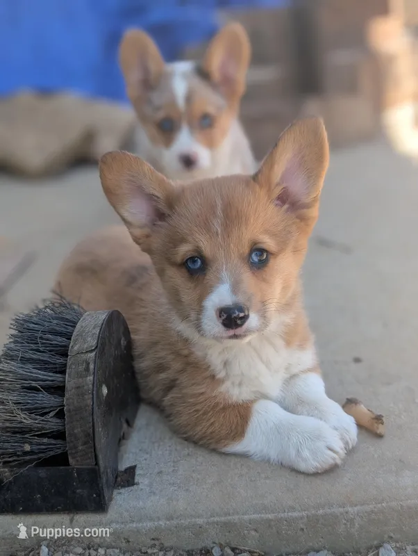 Cheddar – Cardigan Welsh Corgi, Pembroke Welsh Corgi puppy for sale in Moss, TN