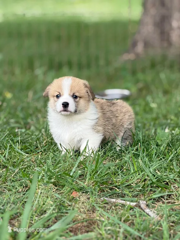 Boy 1 – Pembroke Welsh Corgi puppy for sale in Moss, TN