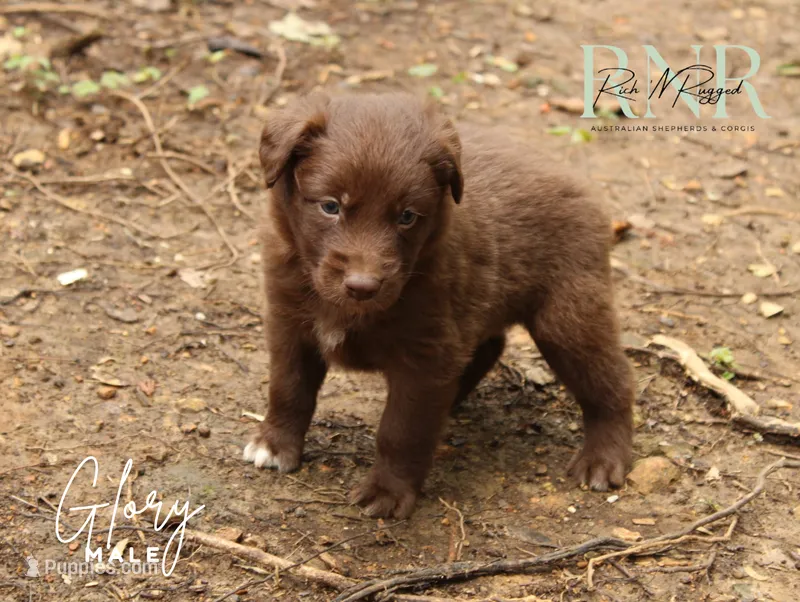 Glory – Australian Shepherd puppy for sale in Moss, TN