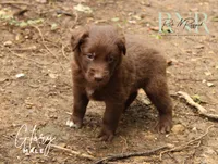 Glory, a male Australian Shepherd for sale in Moss, TN – 2 of 5