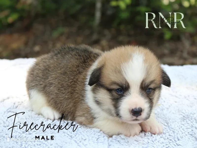 Firecracker – Pembroke Welsh Corgi puppy for sale in Moss, TN