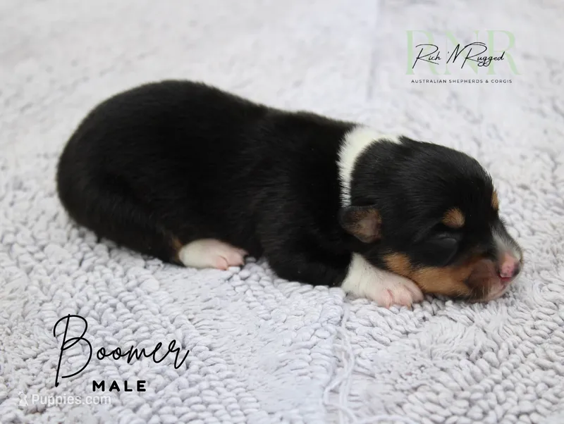 Boomer – Pembroke Welsh Corgi puppy for sale in Moss, TN