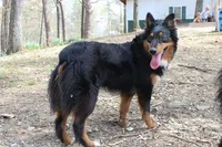 Tikka, a female Australian Shepherd for sale in Moss, TN – 4 of 4