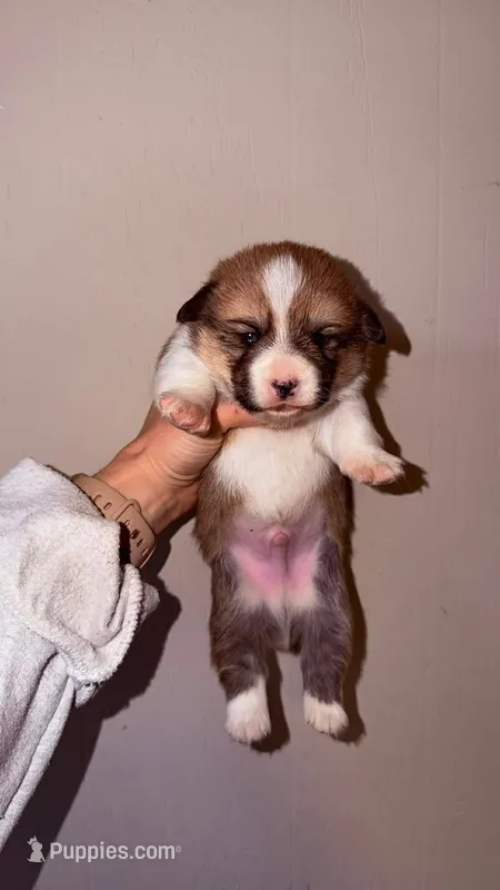 Boy 2 – Pembroke Welsh Corgi puppy for sale in Moss, TN