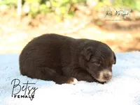 Betsy, a female Australian Shepherd for sale in Moss, TN – 4 of 5