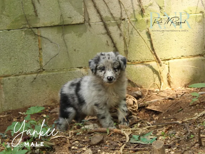 Yankee  – Australian Shepherd puppy for sale in Moss, TN