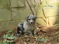 Yankee , a male Australian Shepherd for sale in Moss, TN – 1 of 5