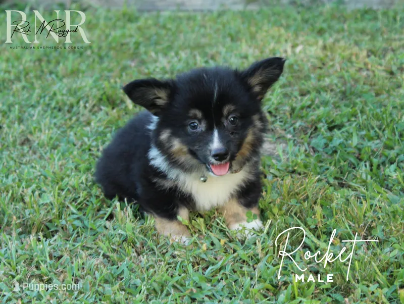 Rocket – Pembroke Welsh Corgi puppy for sale in Moss, TN