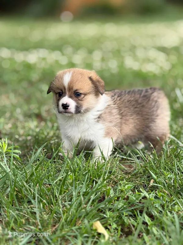 Boy 2 – Pembroke Welsh Corgi puppy for sale in Moss, TN