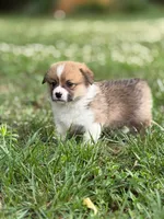 Boy 2, a male Pembroke Welsh Corgi for sale in Moss, TN – 2 of 8