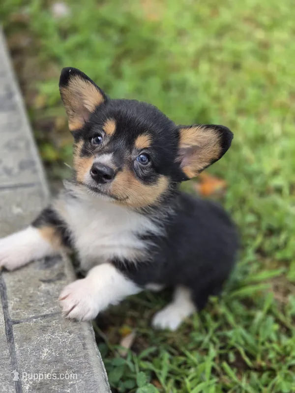 Boomer – Pembroke Welsh Corgi puppy for sale in Moss, TN