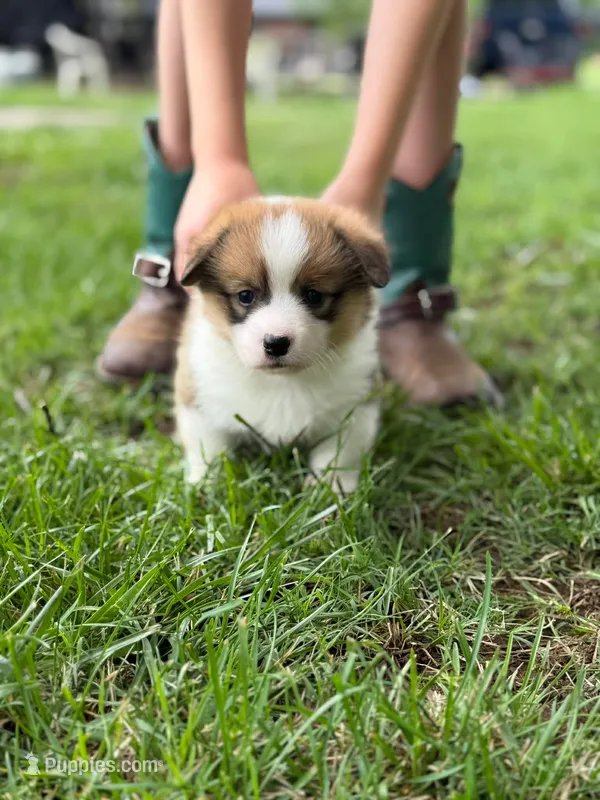 Girl – Pembroke Welsh Corgi puppy for sale in Moss, TN