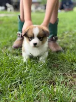 Girl, a female Pembroke Welsh Corgi for sale in Moss, TN – 2 of 8