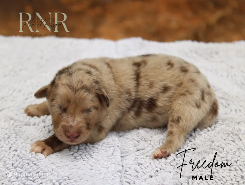 Freedom – Australian Shepherd puppy for sale in Moss, TN