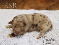 Freedom, a male Australian Shepherd for sale in Moss, TN – 1 of 1