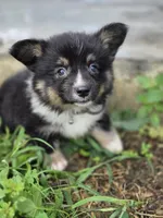 Rocket, a male Pembroke Welsh Corgi for sale in Moss, TN – 1 of 5