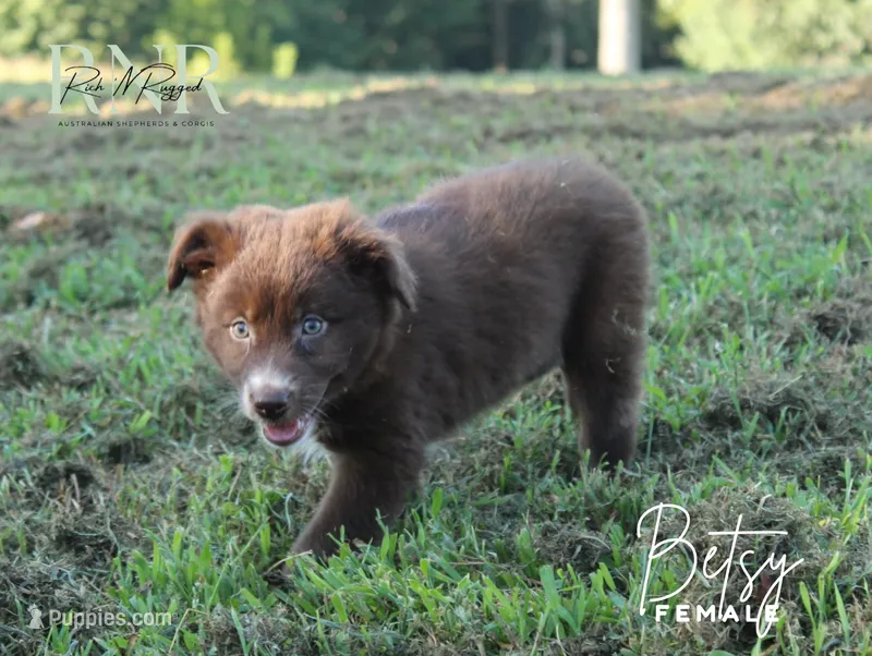 Betsy – Australian Shepherd puppy for sale in Moss, TN