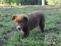 Betsy, a female Australian Shepherd for sale in Moss, TN – 2 of 7
