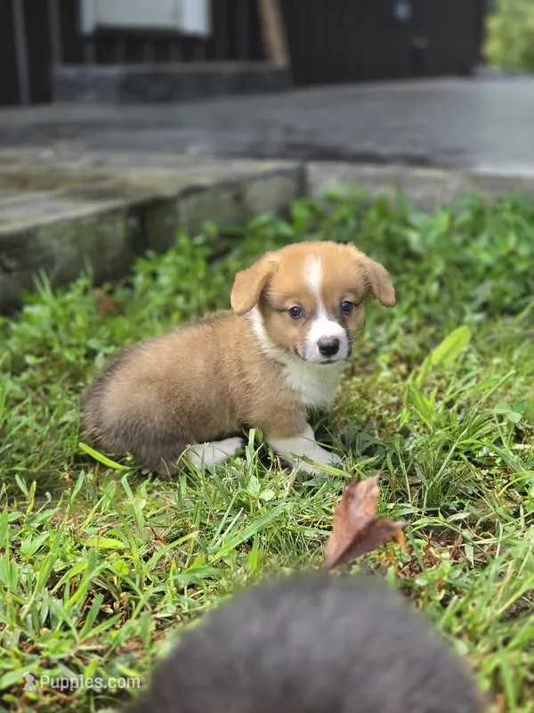 Roman  – Pembroke Welsh Corgi puppy for sale in Moss, TN