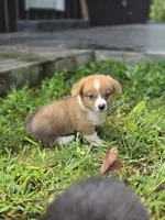 Roman , a male Pembroke Welsh Corgi for sale in Moss, TN – 1 of 5