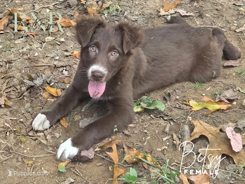 Betsy – Australian Shepherd puppy for sale in Moss, TN