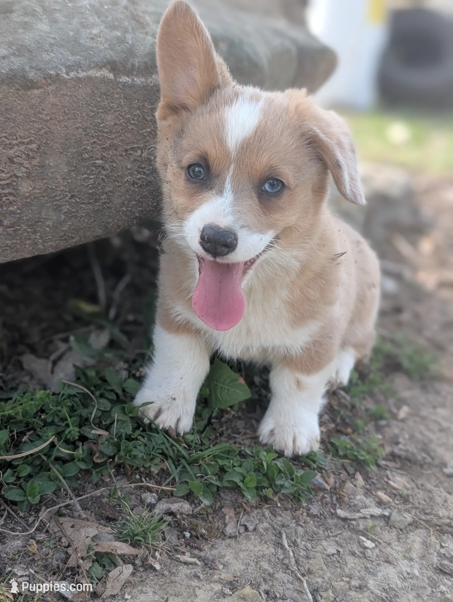 Cannoli – Pembroke Welsh Corgi puppy for sale in Moss, TN