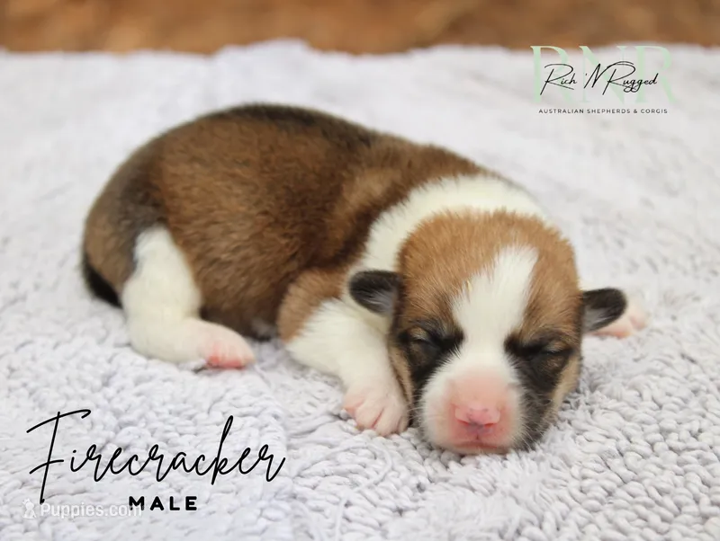 Firecracker – Pembroke Welsh Corgi puppy for sale in Moss, TN