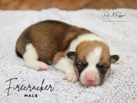Firecracker, a male Pembroke Welsh Corgi for sale in Moss, TN – 1 of 1
