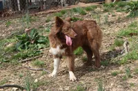 Pearl, a female Australian Shepherd for sale in Moss, TN – 2 of 4