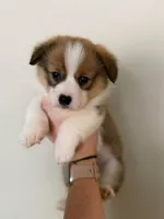 Girl, a female Pembroke Welsh Corgi for sale in Moss, TN – 8 of 8