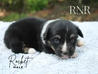 Rocket, a male Pembroke Welsh Corgi for sale in Moss, TN – 3 of 5
