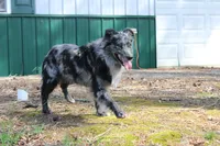 Haggard, a male Australian Shepherd for sale in Moss, TN – 3 of 4