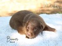 Banner, a male Australian Shepherd for sale in Moss, TN – 4 of 5