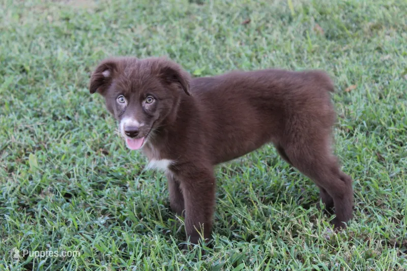 Betsy – Australian Shepherd puppy for sale in Moss, TN