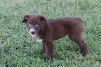 Betsy, a female Australian Shepherd for sale in Moss, TN – 1 of 7
